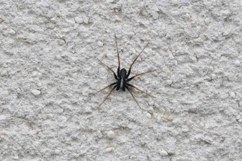 Pardosa sp.